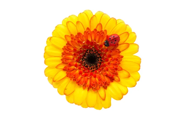 Yellow -orange gerbera flower — Stock Photo, Image