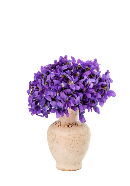 Viooltjes — Stockfoto