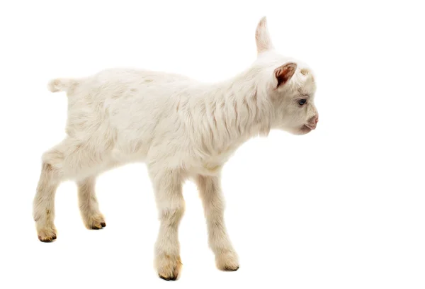 Pequena cabra de leite de bebê branca — Fotografia de Stock