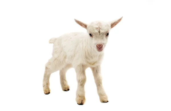 Little white baby milk goat — Stock Photo, Image