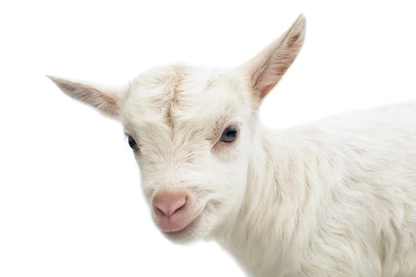 Kleine witte baby melk geit — Stockfoto