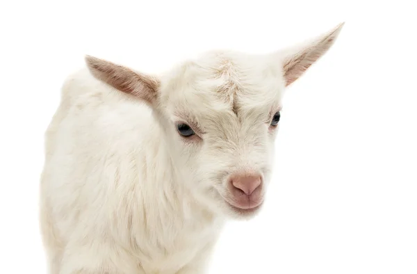 Pequena cabra de leite de bebê branca — Fotografia de Stock