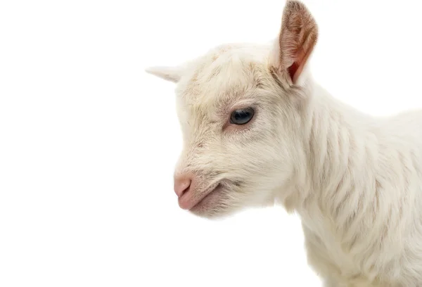 Mały biały dziecko mleko kozie — Zdjęcie stockowe