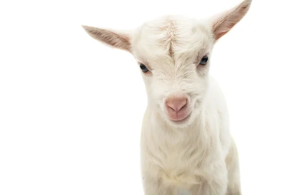 Pequeña cabra lechera blanca — Foto de Stock