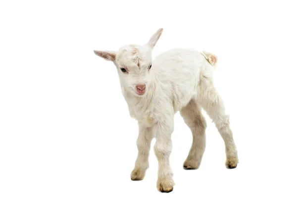 Little white baby milk goat — Stock Photo, Image