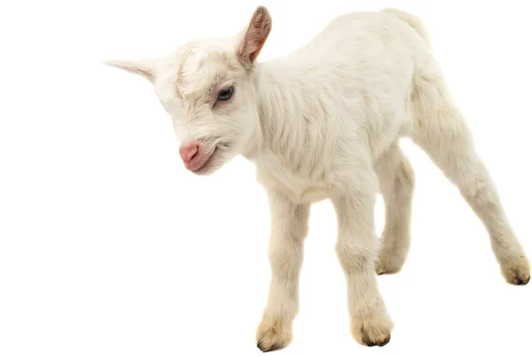 Little white baby milk goat — Stock Photo, Image