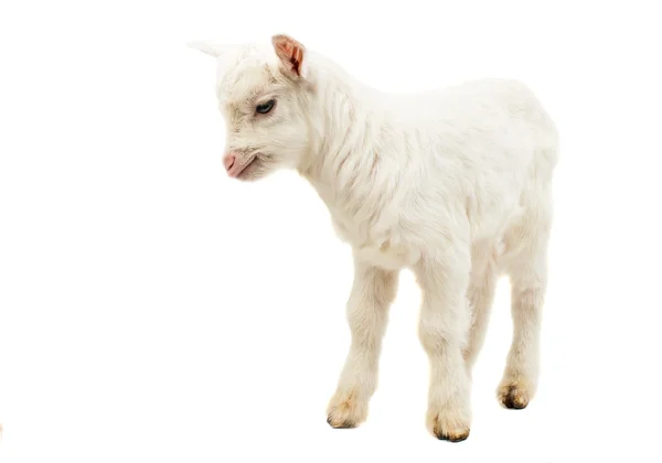 Bílé dětské mléko koza — Stock fotografie