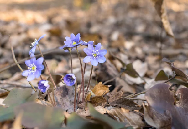 Blå hepatica blommor — Stockfoto