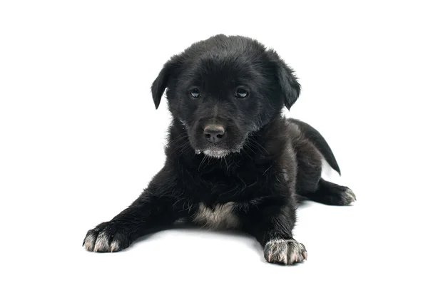 Zwarte schattige puppy — Stockfoto