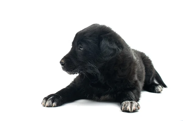 Carino cucciolo nero — Foto Stock
