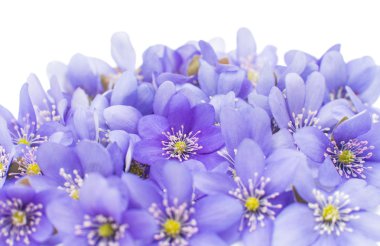 mantarı nobilis çiçekler