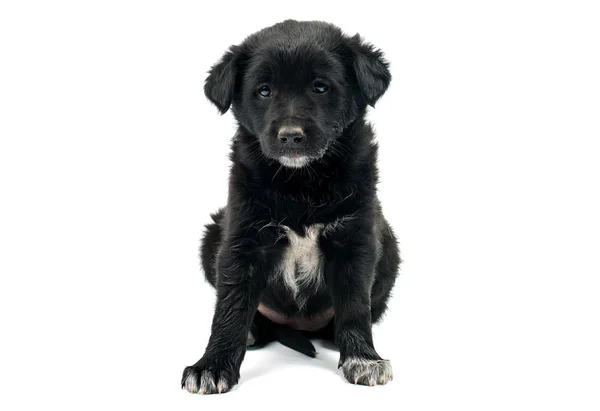 Bonito cachorro preto — Fotografia de Stock