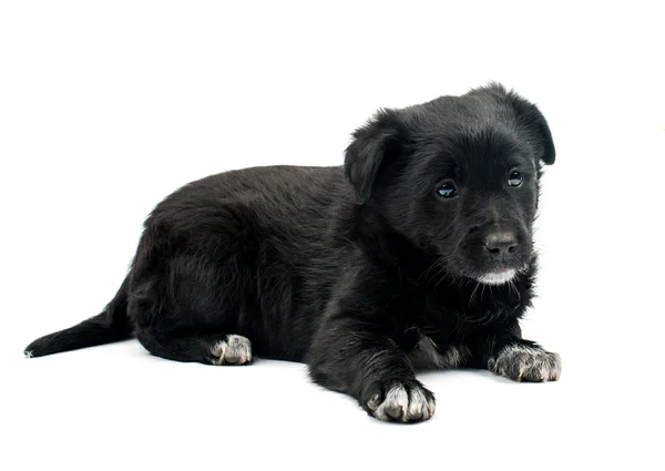 Симпатичный чёрный щенок — стоковое фото