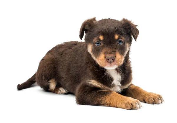 Sevimli kahverengi köpek — Stok fotoğraf