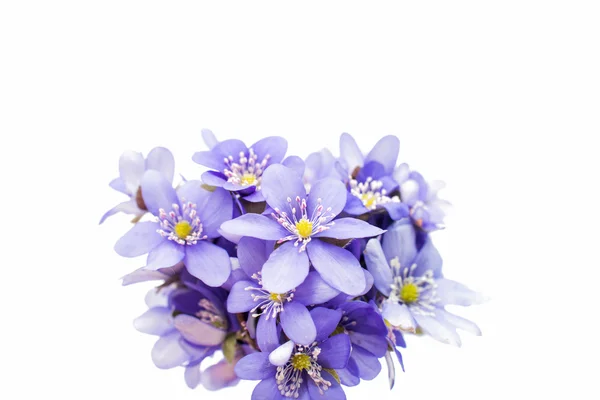 Hepatica nobilis virágok — Stock Fotó