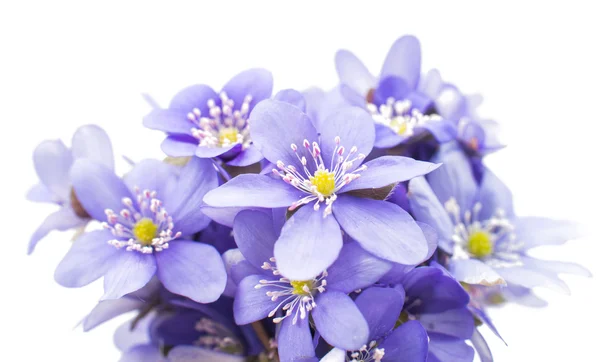 Hepatica nobilis kwiaty — Zdjęcie stockowe