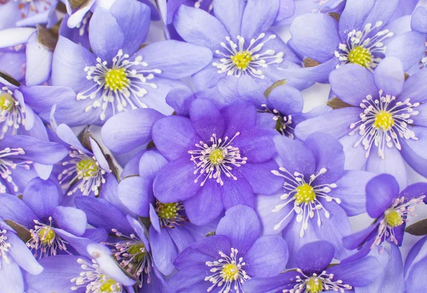 Hepatica nobilis — Stock Photo, Image