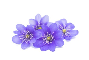 mantarı nobilis çiçekler