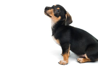 Dachshund şirin köpek yavrusu