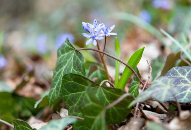 İlk bahar çiçekleri