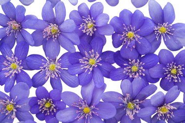 mantarı nobilis çiçekler