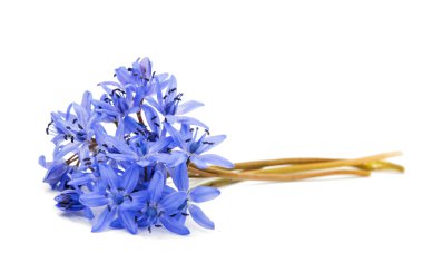 Mavi kardelen çiçek