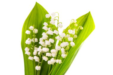 mooie lelies van de vallei