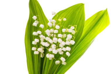 mooie lelies van de vallei