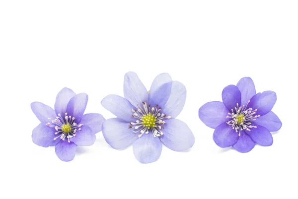 Hepatica nobilis Blüten — Stockfoto