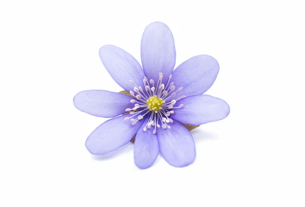 Hepatica nobilis flower — Stockfoto