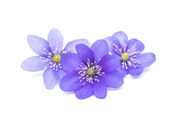 Fiori di Hepatica nobilis — Foto Stock