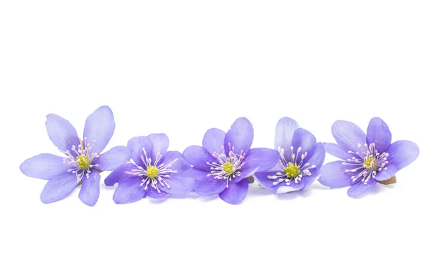 Hepatica nobilis blommor — Stockfoto
