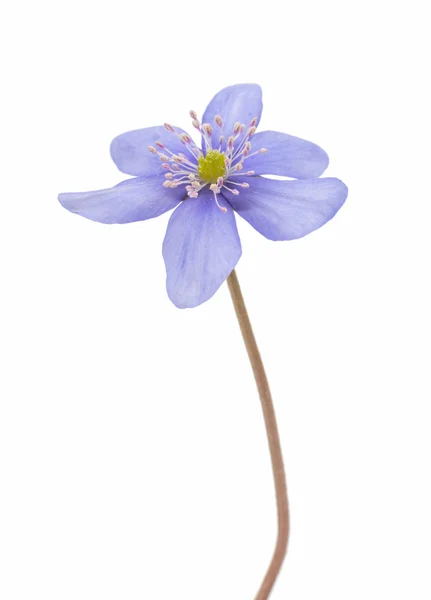 Fiore di Hepatica nobilis — Foto Stock