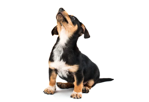 Dachshund cute  puppy — Stock Photo, Image