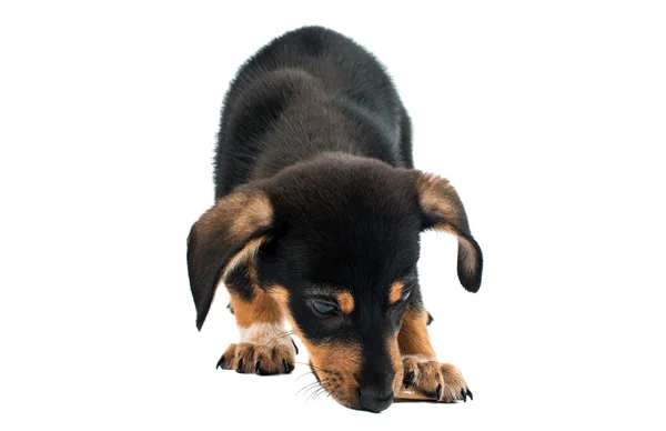 Dachshund cute  puppy — Stock Photo, Image