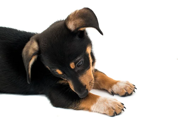 Teckel schattige puppy — Stockfoto