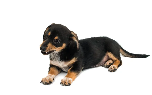 Dachshund cachorrinho bonito — Fotografia de Stock