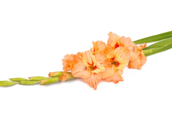 Bunga gladiolus yang indah — Stok Foto