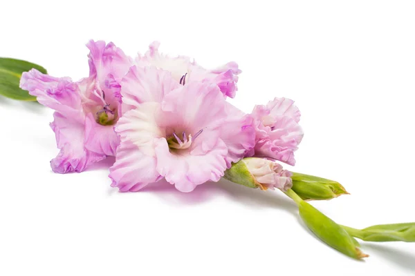 Gladiolus blommaグラジオラス花 — Stockfoto