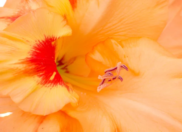 Gladiolenblüte — Stockfoto