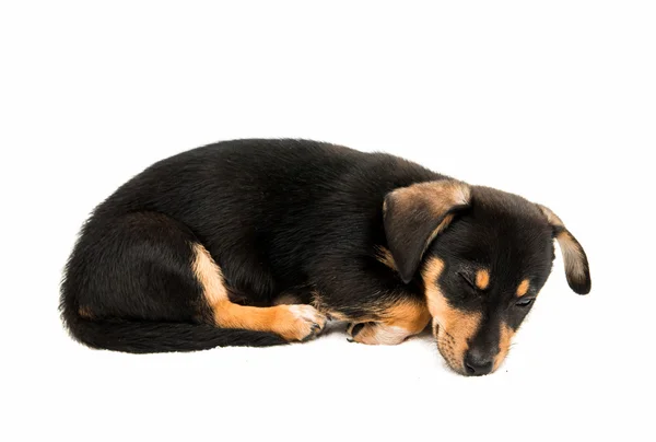 Teckel schattige puppy — Stockfoto