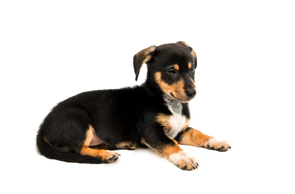 Dachshund cachorrinho bonito — Fotografia de Stock