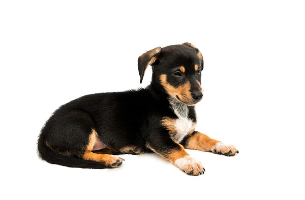 Teckel schattige puppy — Stockfoto