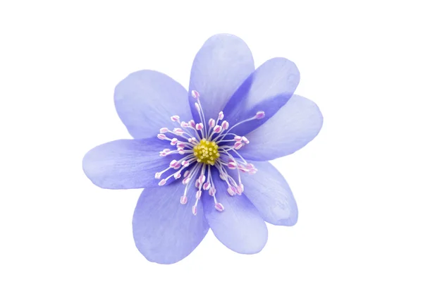 Fiore di Hepatica nobilis — Foto Stock