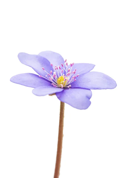 Fiore di Hepatica nobilis — Foto Stock