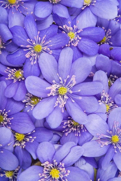 Hepatica nobilis — Stockfoto