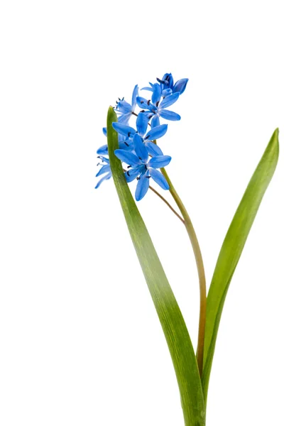 Floare de zăpadă albastră — Fotografie, imagine de stoc