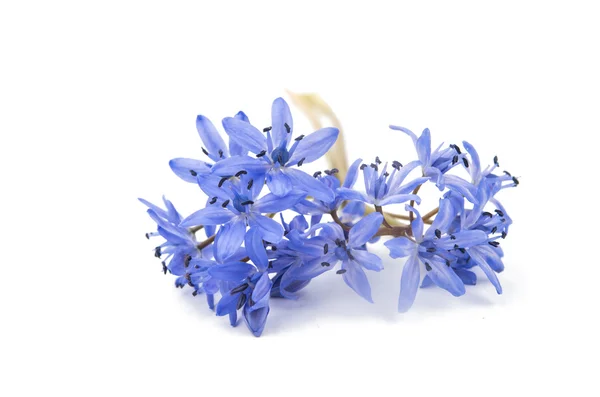 Blue  snowdrop flower — Stock Photo, Image