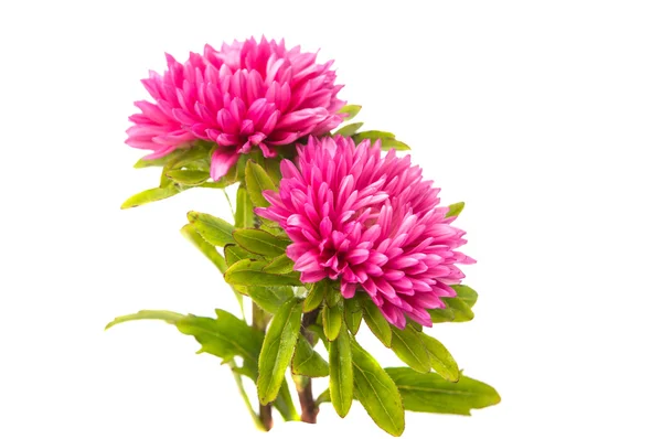Pink aster flowers — Stock Photo, Image