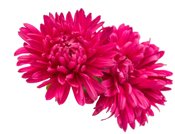 Rosa aster blommor — Stockfoto